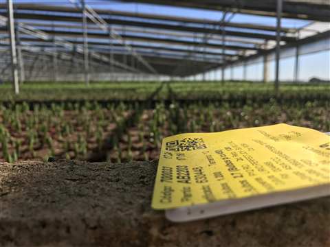 Invernadero con plantines en desarrollo